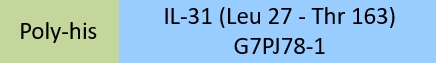 IL-31 Structure