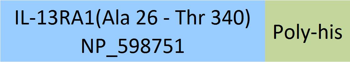 IL-13 R alpha 1 Structure