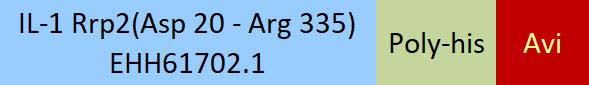 IL-1 Rrp2 Structure