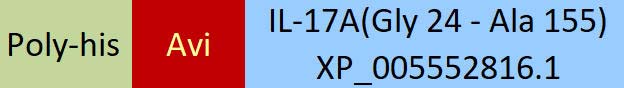 IL-17A Structure