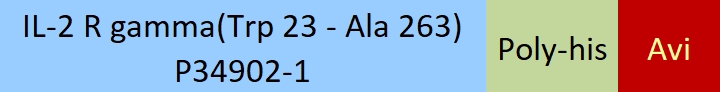 IL-2 R gamma Structure