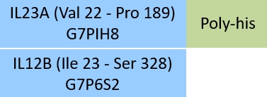 IL23A & IL12B Structure