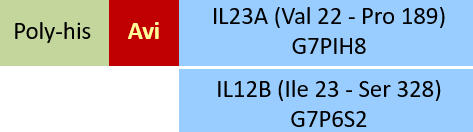 IL23A & IL12B Structure