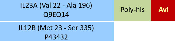 IL23A & IL12B Structure