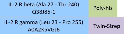 IL-2 R beta & IL-2 R gamma Structure