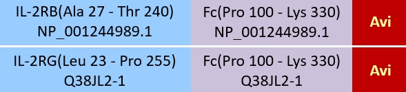 IL-2 R beta & IL-2 R gamma Structure