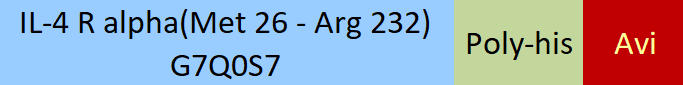 IL-4 R alpha Structure