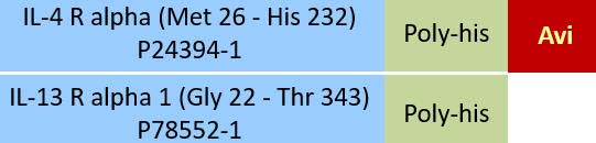 IL-4 R alpha & IL-13 R alpha 1 Structure