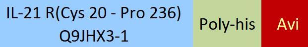 IL-21 R Structure