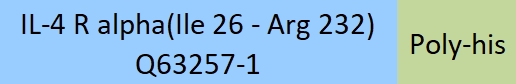 IL-4 R alpha Structure
