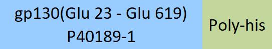 IL-6 R beta Structure