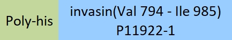 invasin Structure