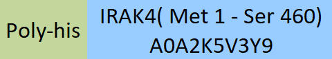 IRAK4 Structure