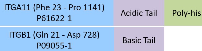 Integrin alpha 11 beta 1 Structure