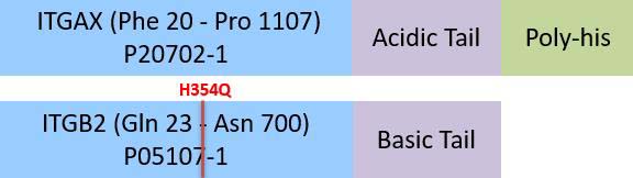 Integrin alpha X beta 2 Structure