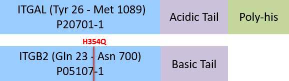 Integrin alpha L beta 2 Structure