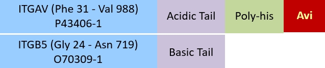 Integrin alpha V beta 5 Structure