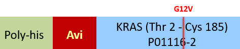 KRAS Structure