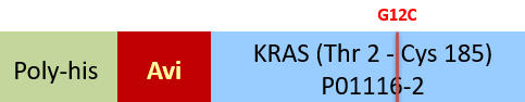 KRAS Structure
