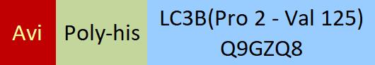 LC3B Structure