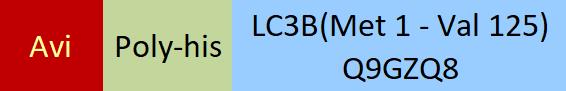 LC3B Structure