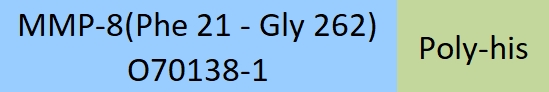 MMP-8 Structure