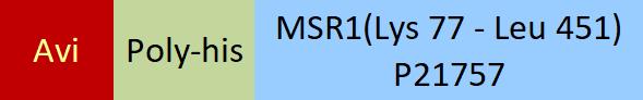 MSR1 Structure