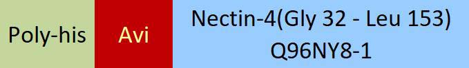 Nectin-4 Structure
