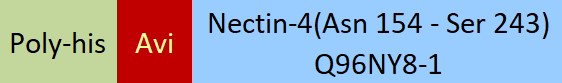 Nectin-4 Structure