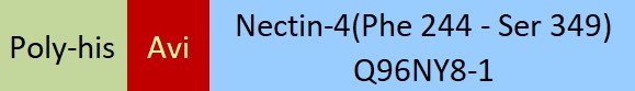 Nectin-4 Structure