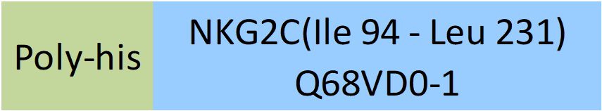 NKG2C Structure
