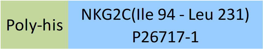 NKG2C Structure