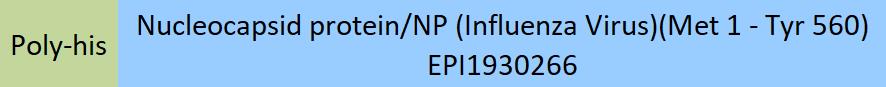 Nucleocapsid protein/NP (Influenza Virus) Structure