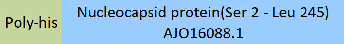 Nucleocapsid protein Structure