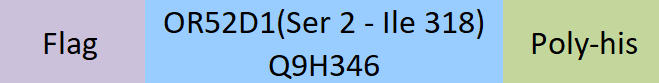 OR52D1 Structure