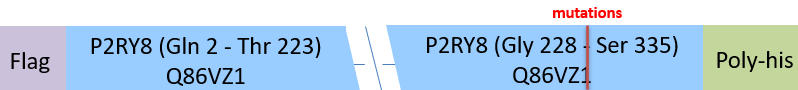 P2RY8 Structure