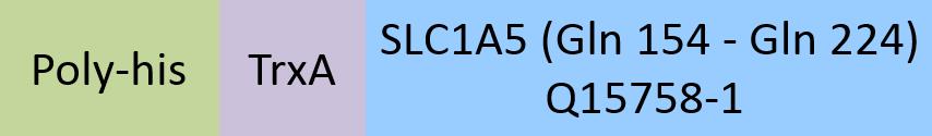 SLC1A5 Structure