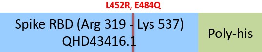Spike RBD Structure