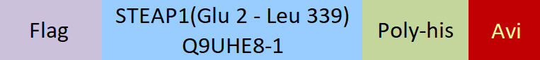 STEAP1 Structure