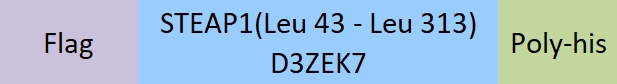 STEAP1 Structure