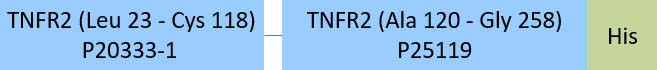 TNFR2 Structure