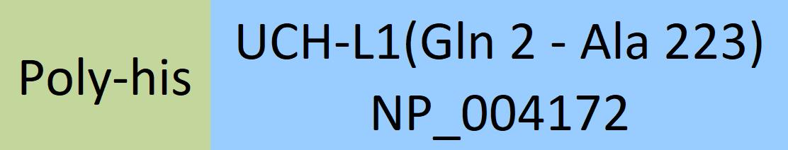 UCH-L1 Structure