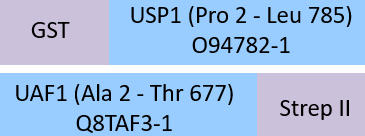 USP1 & UAF1 Structure