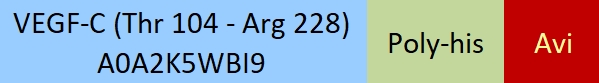 VEGF-C Structure