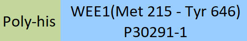 WEE1 Structure