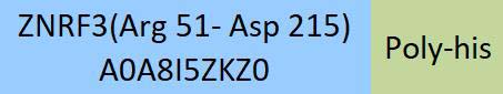 ZNRF3 Structure