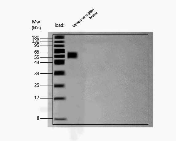 Glycoprotein E/gE (HSV-2) WESTERN BLOT