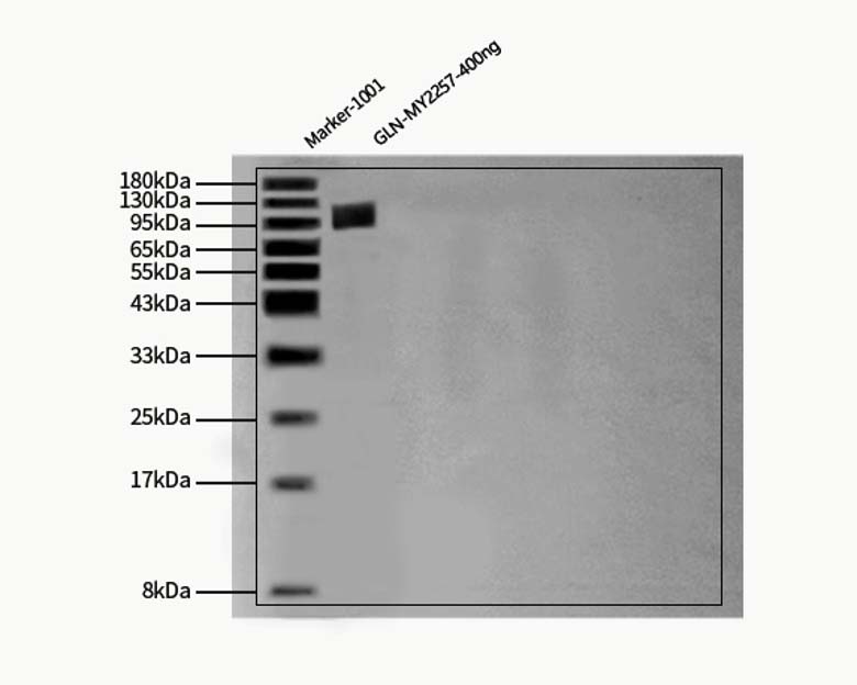 Glycoprotein G (NiV) WESTERN BLOT