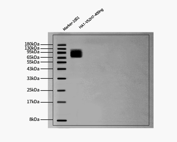 Hemagglutinin/HA (Influenza Virus) WESTERN BLOT
