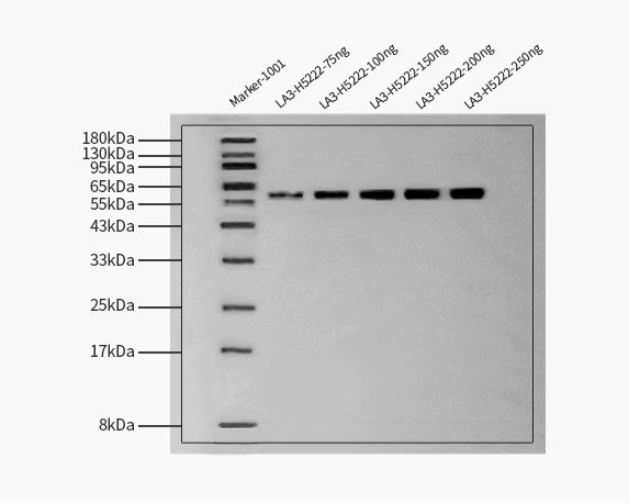 His WESTERN BLOT